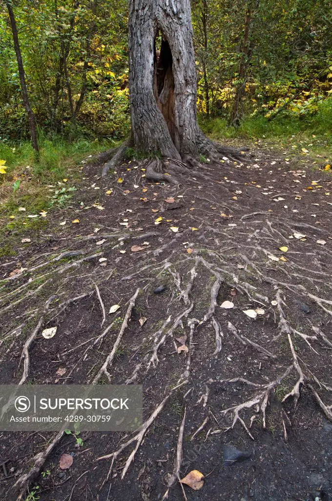 A massive network of roots spread out from a tree alongside the trail to Thunderbird Falls in Chugach State Park, Southcentral Alaska, Fall/n