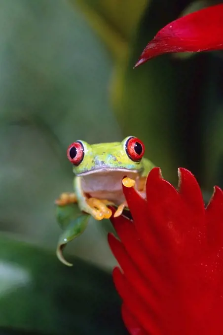 Red_eyed Tree Frog clinging to leaf in rainforest Costa Rica Summer