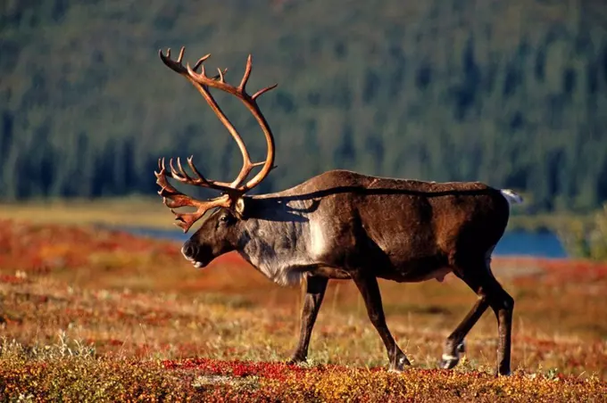 Bull Caribou walking in tundra bare antlers Interior Alaska fall scenic