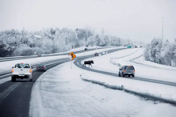 A bull moose crosses the Seward Highway near Huffman Road in Anchorage, Southcentral Alaska, Winter