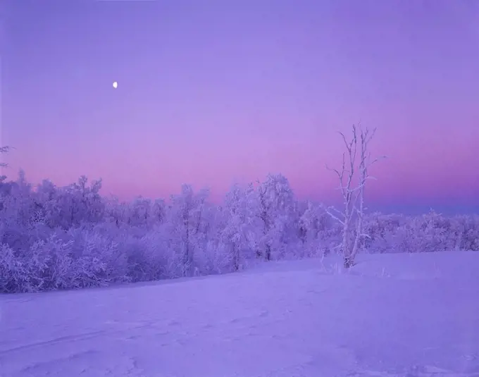 Frost Covered Trees Sunrise Winter w/ Crescent Moon AK