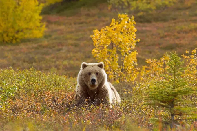 A Brown bear forages in Fall colored tundra in Katmai National Park, Southwest Alaska, Autumn