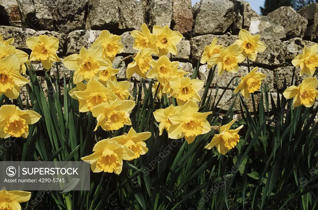 Daffodils growing beside a dry stone wall, Cotswolds, Gloucestershire, England.