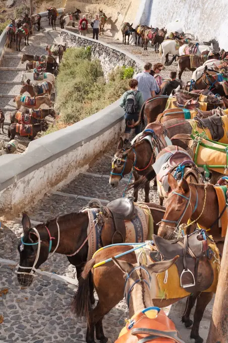 Donkeys on the steps leading down from Fira to Skala, Santorini, Greece