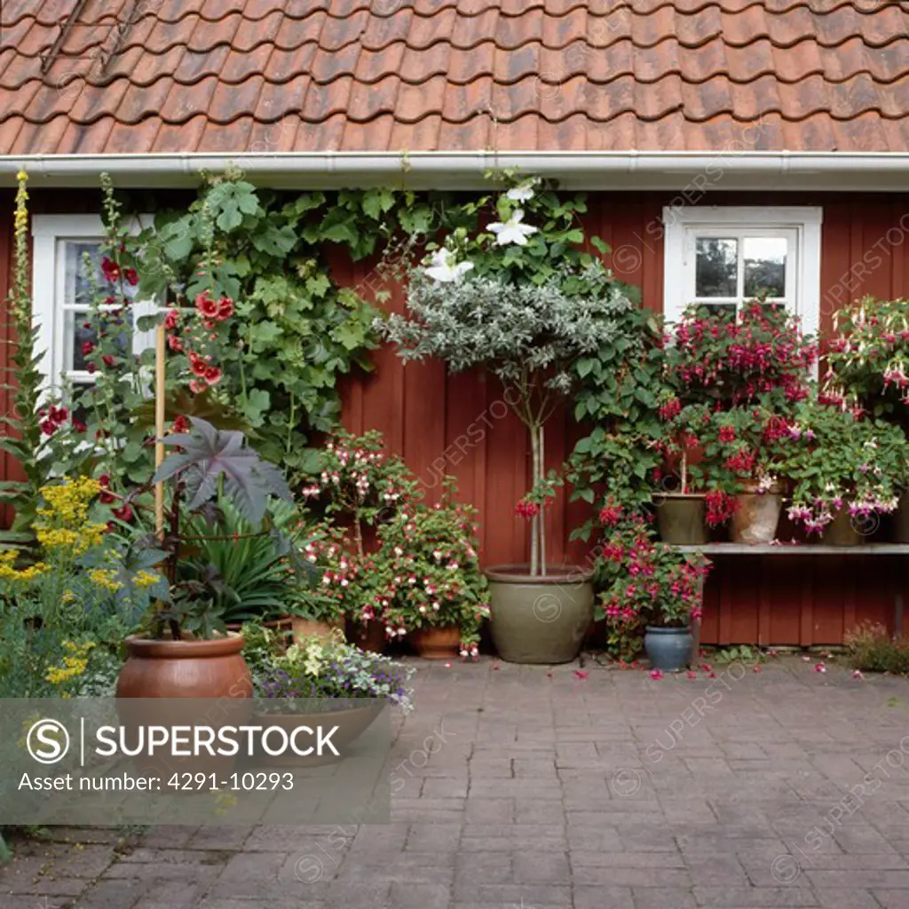 Trees and summer annuals in pots on patio in front of small house