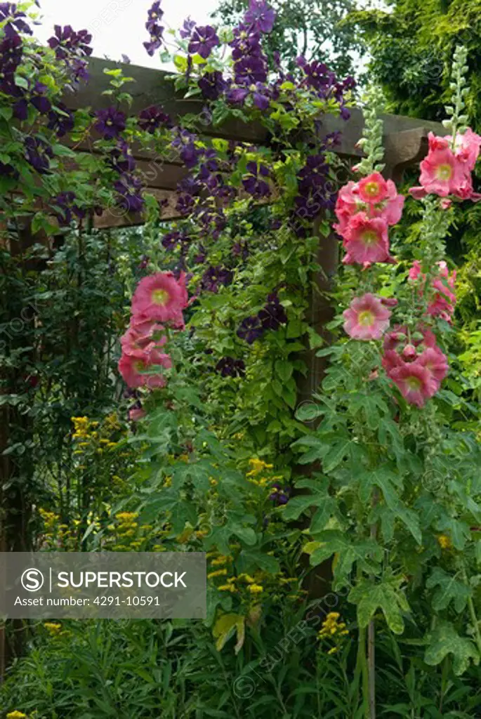 Summer flowering plants on and around pergola in cottage garden - Clematis 'Etoile Violette', Hollyhocks and Solidago