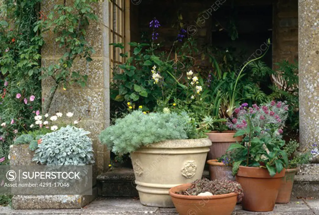 Collection of terracotta and stone pots with artemisia and alpine plants