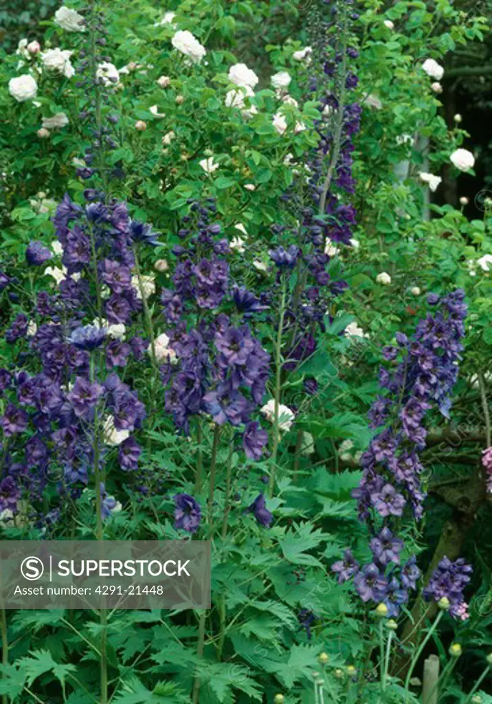 Close-up of blue delphiniums in summer border