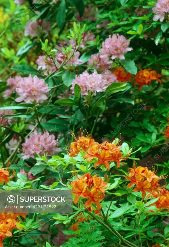 Close up oforange azelea with purple rhododendron.