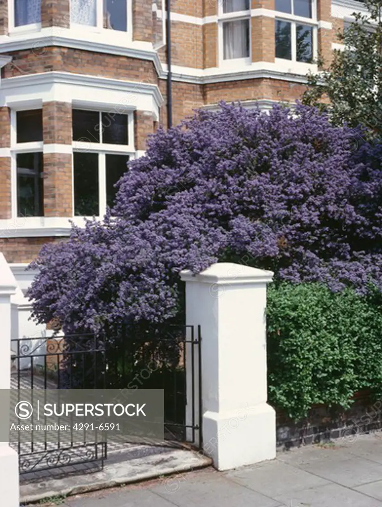 Blue ceanothus in front garden of Edwardian townhouse with wrought iron gate and white gatepost