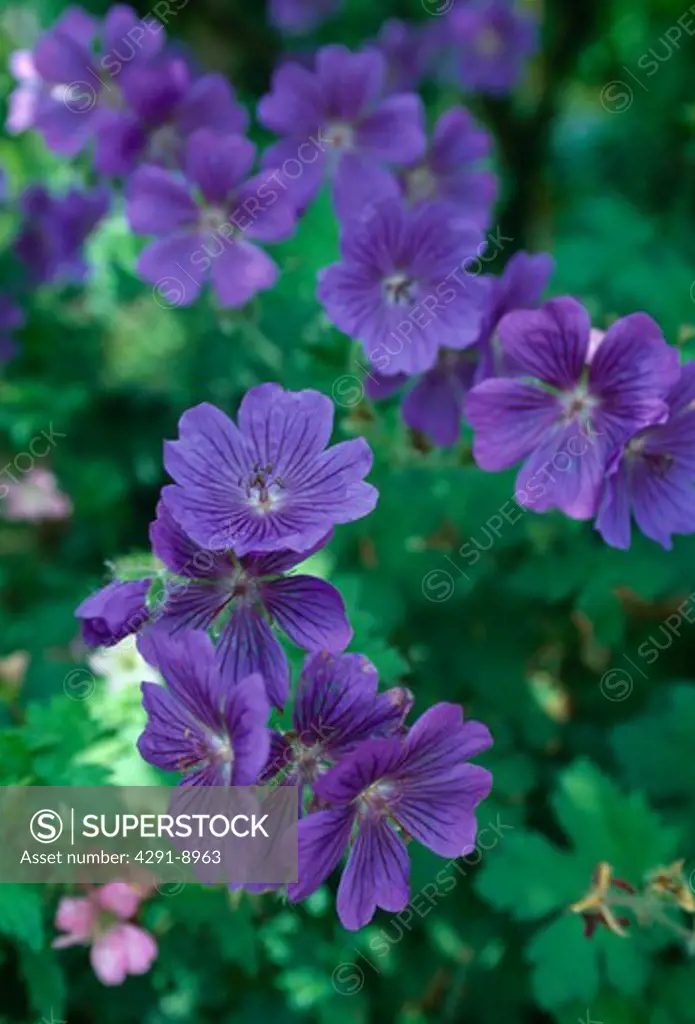 Close up of a rich blue-purple geranium.