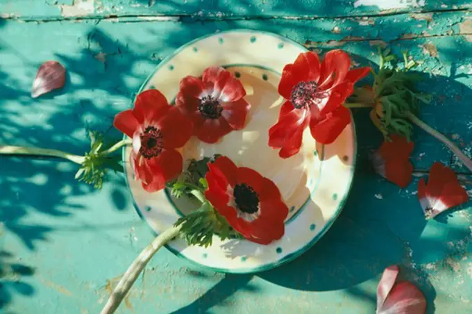 Still-Life of red anemones