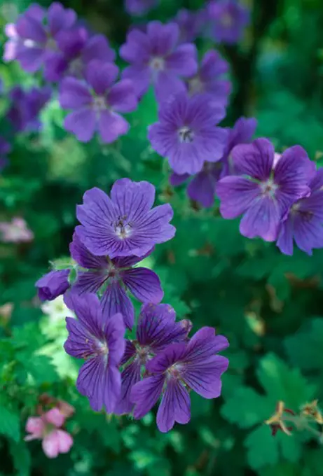 Close up of a rich blue-purple geranium.