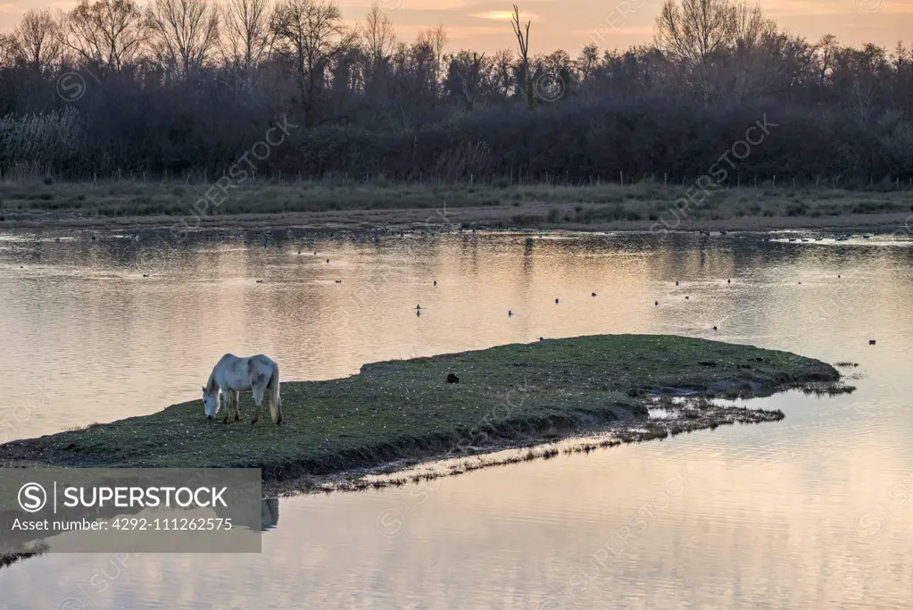 Italy, Friuli, Isonzo Estuary Regional Park, Isola della Cona Bird Sanctuary, wetland, Camargue Horse