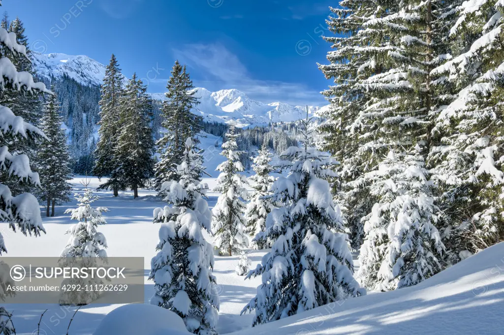 Austria, Kleinwalsertal (little Walser valley), Allgau Alps, the Schwarzwassertal; Norway Spruce forest