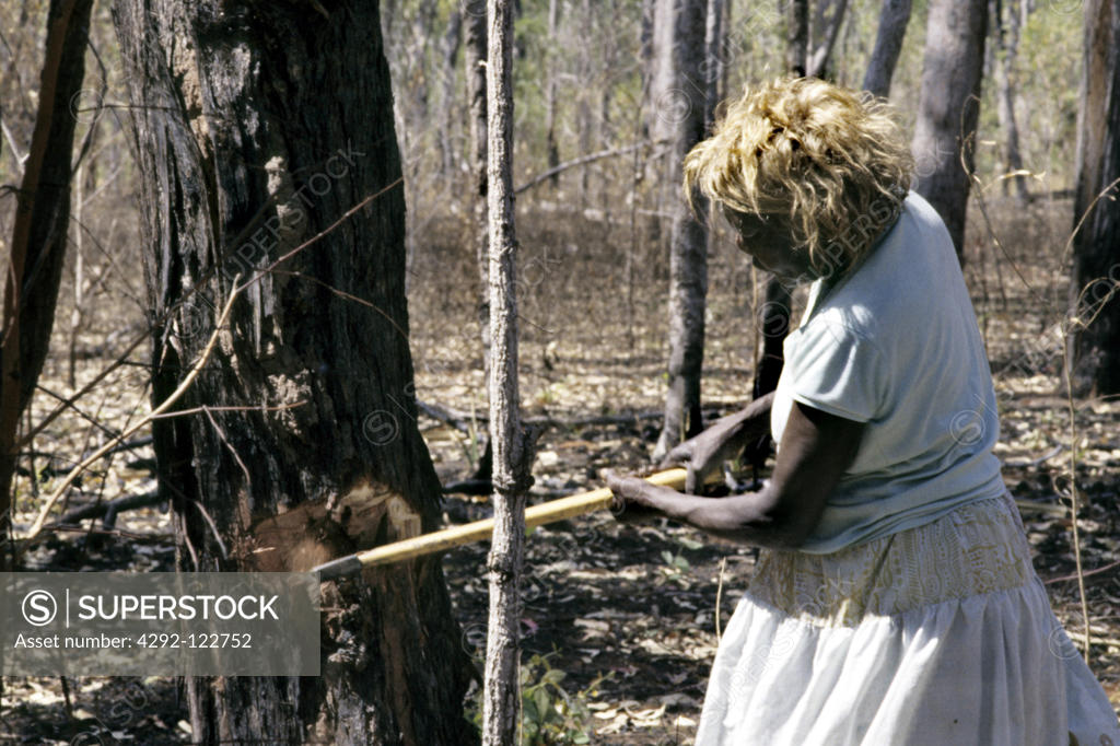 Australia, Bathurst Island, Melville island Tiwi woman, searchinf for  larvas - SuperStock