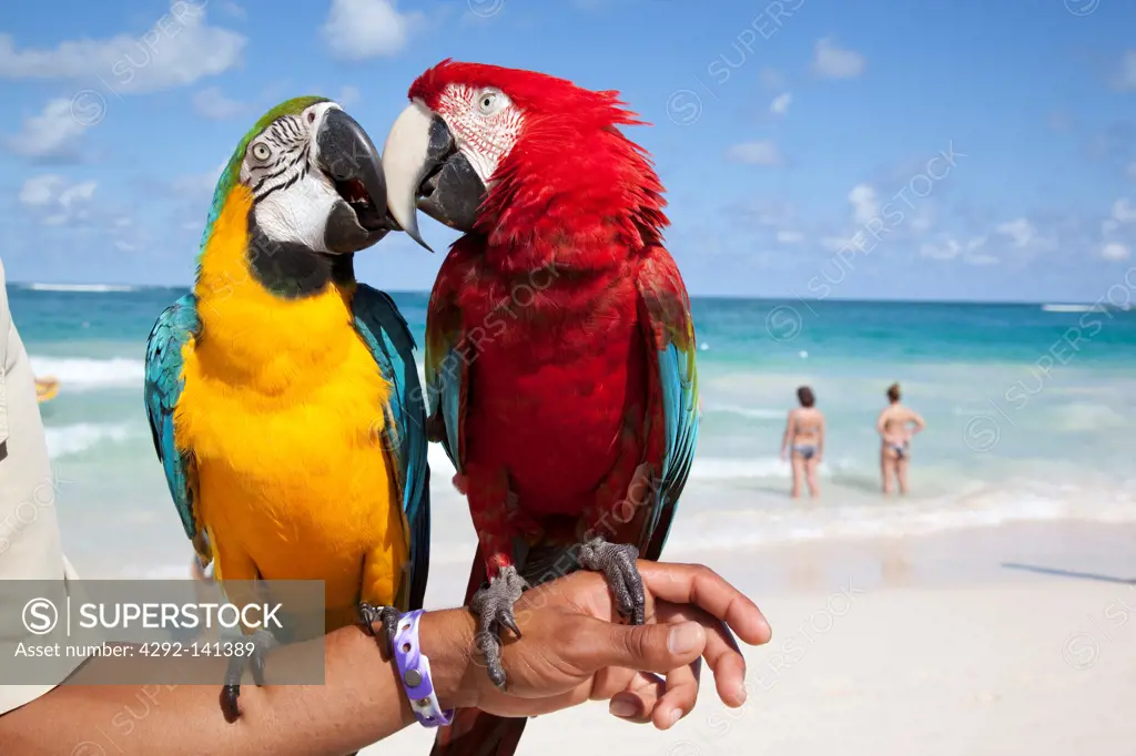 Dominican Republic, Punta Cana, Macaw parrots on Bavaro Beach