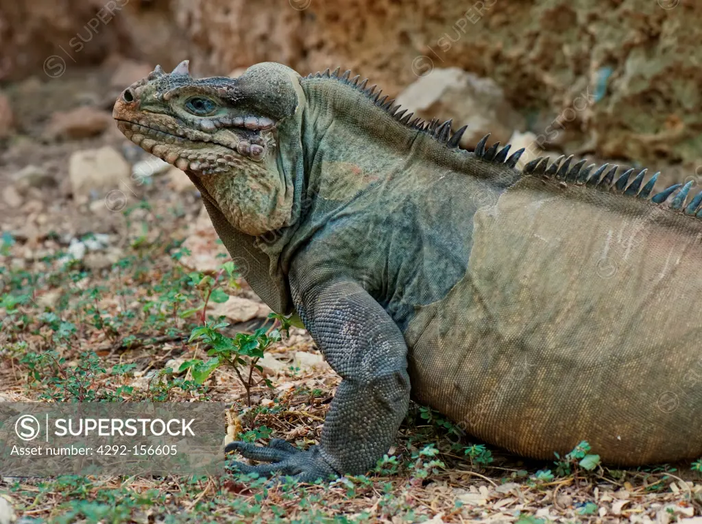 Dominican Republic, Rhinoceros Iguana (Cyclura cornuta), endemic to island