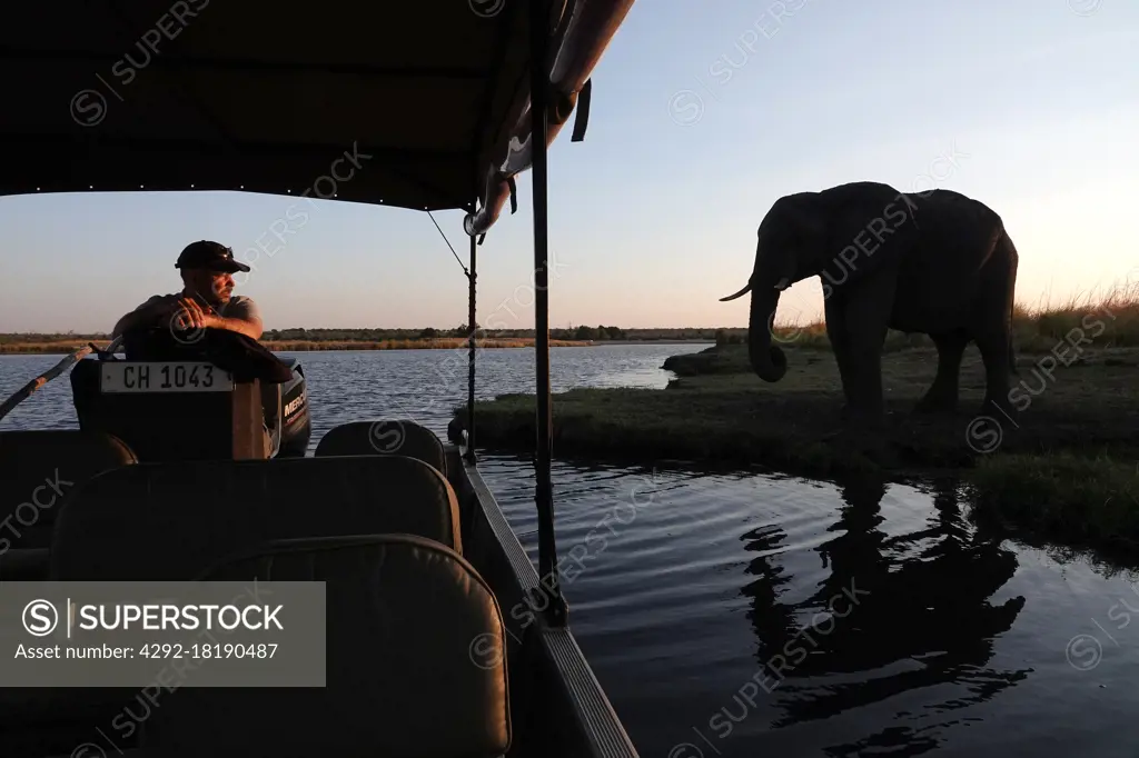 Africa, Botswana, Elephant herd along the Chobe river