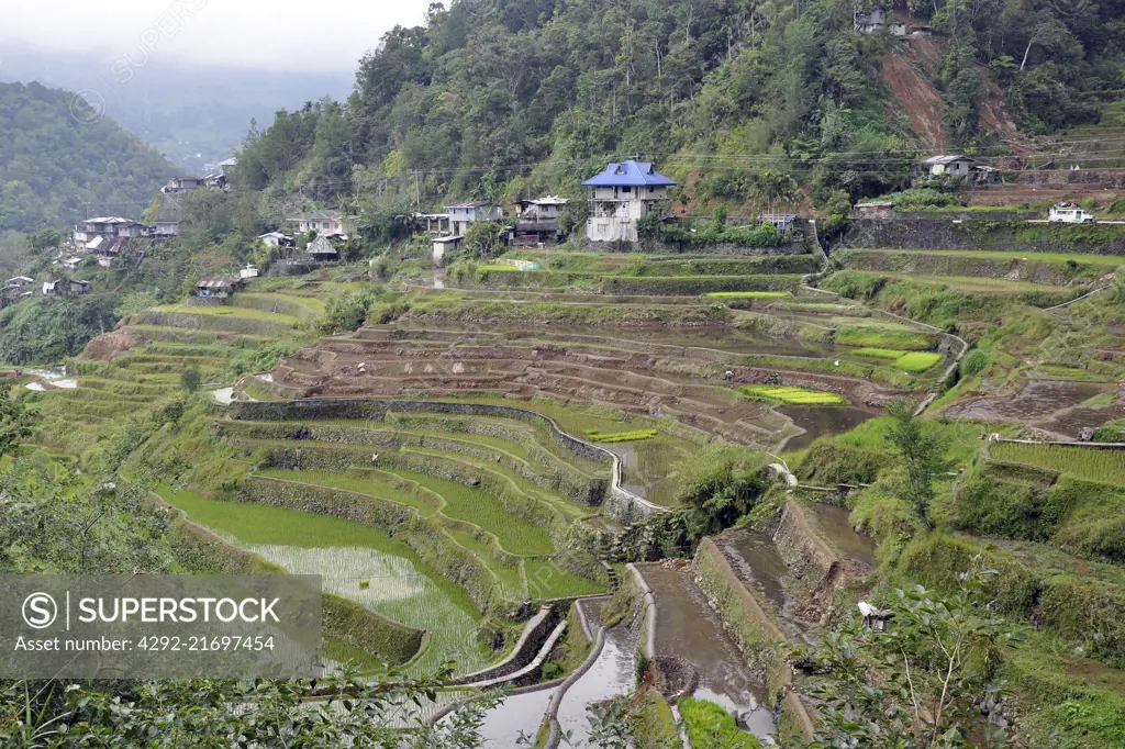 Philippines, Banaue rice fields