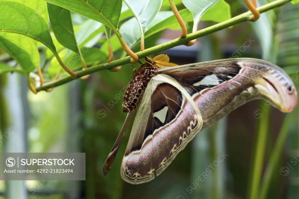 Asia, Thailand, giant butterfly