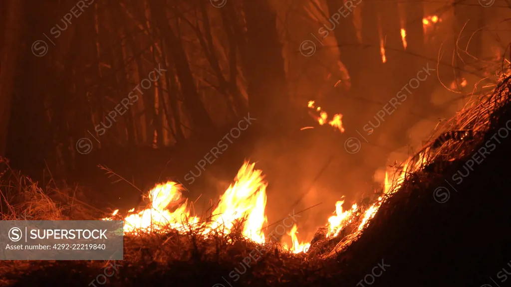 Forest fire at night, wildfire, fire, mountain, burned wood