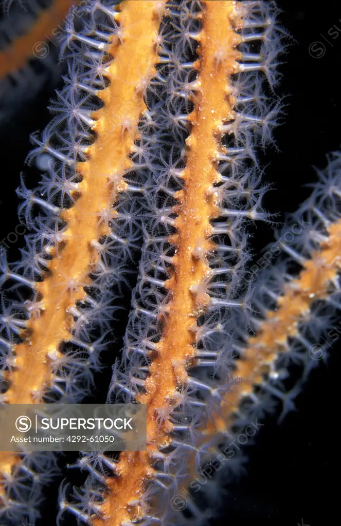 A macroimage of arms and polyps of a yellow gorgonia.