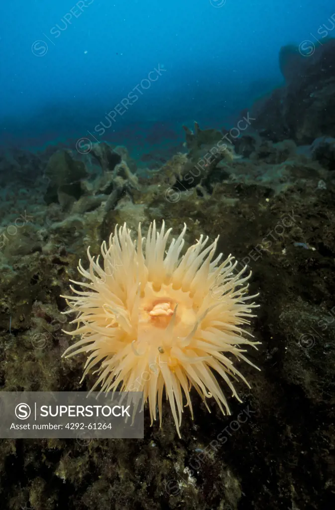 Antarctic Peninsula, plants in the seabed