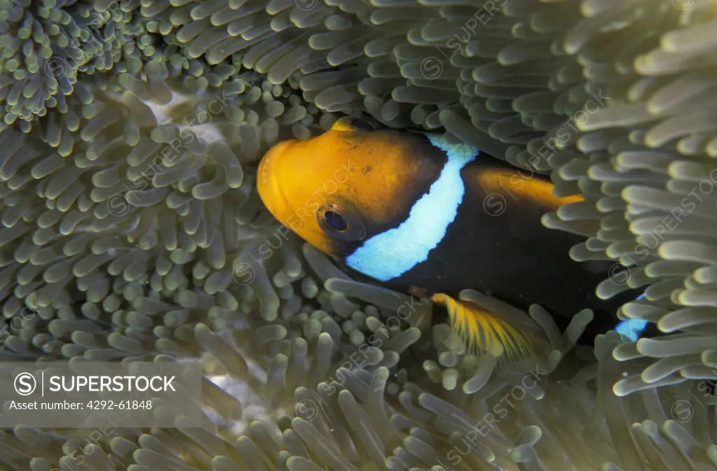 Clown Fish and anemone, Micronesia, Palau, Pacific Ocean