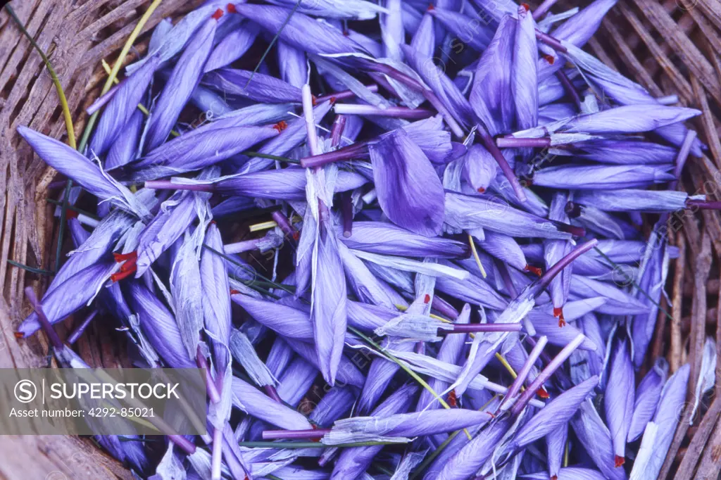 Basket with crocus flowers (saffron)