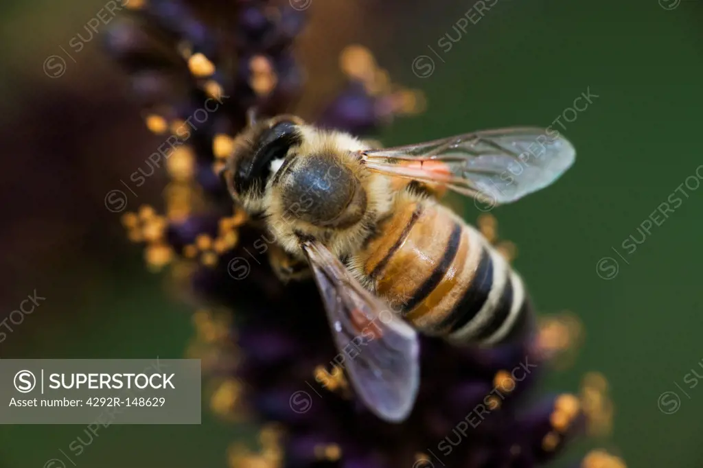 Honey Bee, (Apis mellifera)