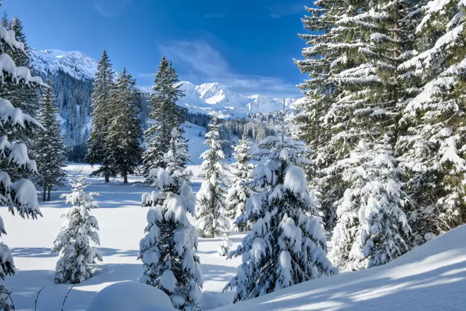 Austria, Kleinwalsertal (little Walser valley), Allgau Alps, the Schwarzwassertal; Norway Spruce forest