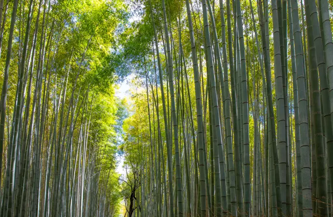 Japan, Kyoto, the bamboo forest near the Arashiyama district