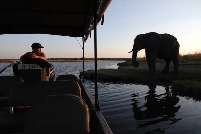 Africa, Botswana, Elephant herd along the Chobe river