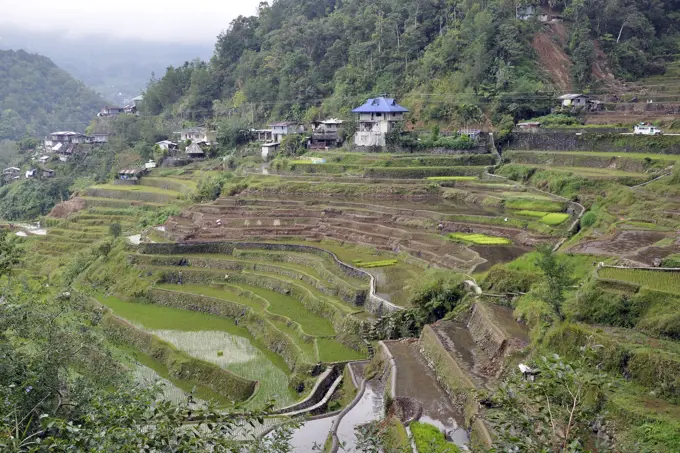 Philippines, Banaue rice fields