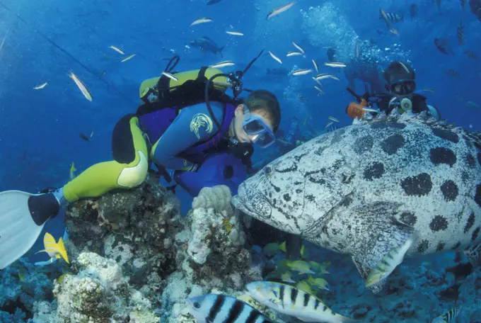 Divers with giant potato cods in Great Barrier Reef, Australia