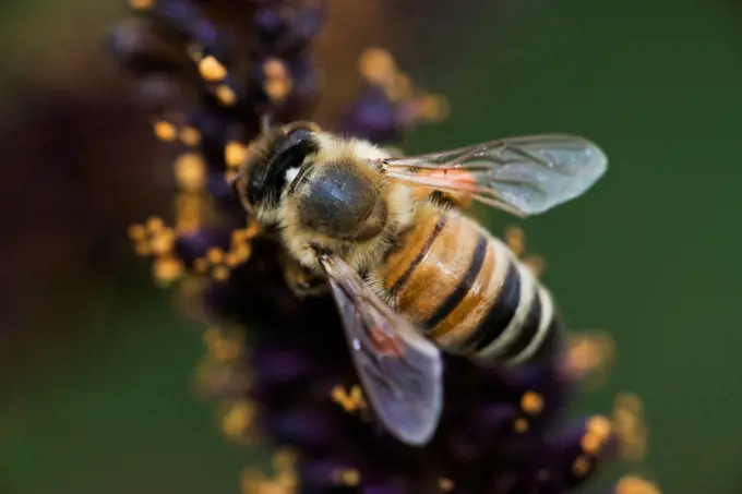 Honey Bee, (Apis mellifera)