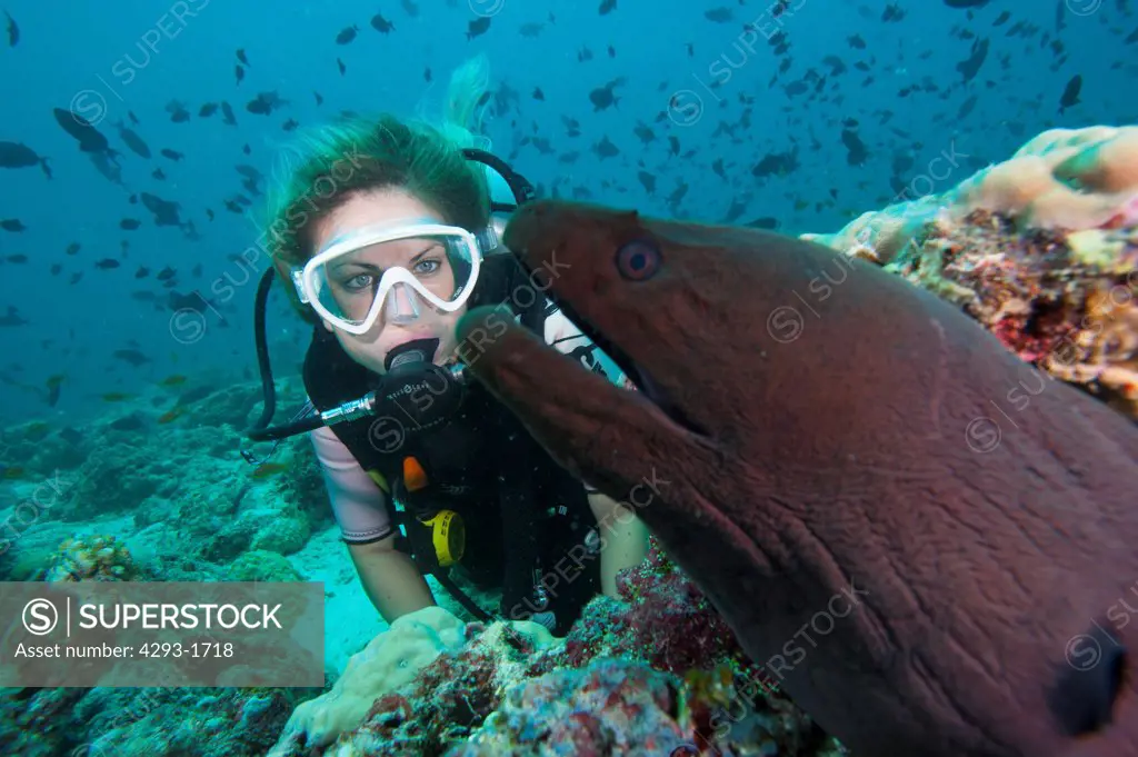 A female diver observes a large Giant Moray Eel, Gymnothorax javanicus, on a coral reef, Dusit Thani, Maldives.