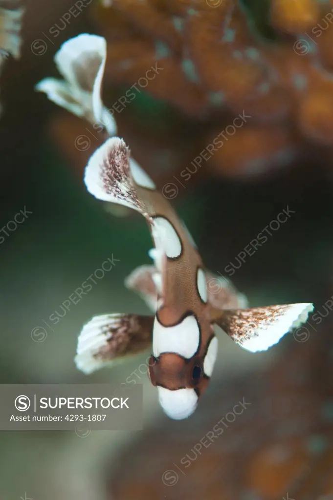 Juvenile Many Spotted Sweetlips, Plectorhinchus chaetodonoides, Semporna Straits, Sabah, Malaysia, Borneo.