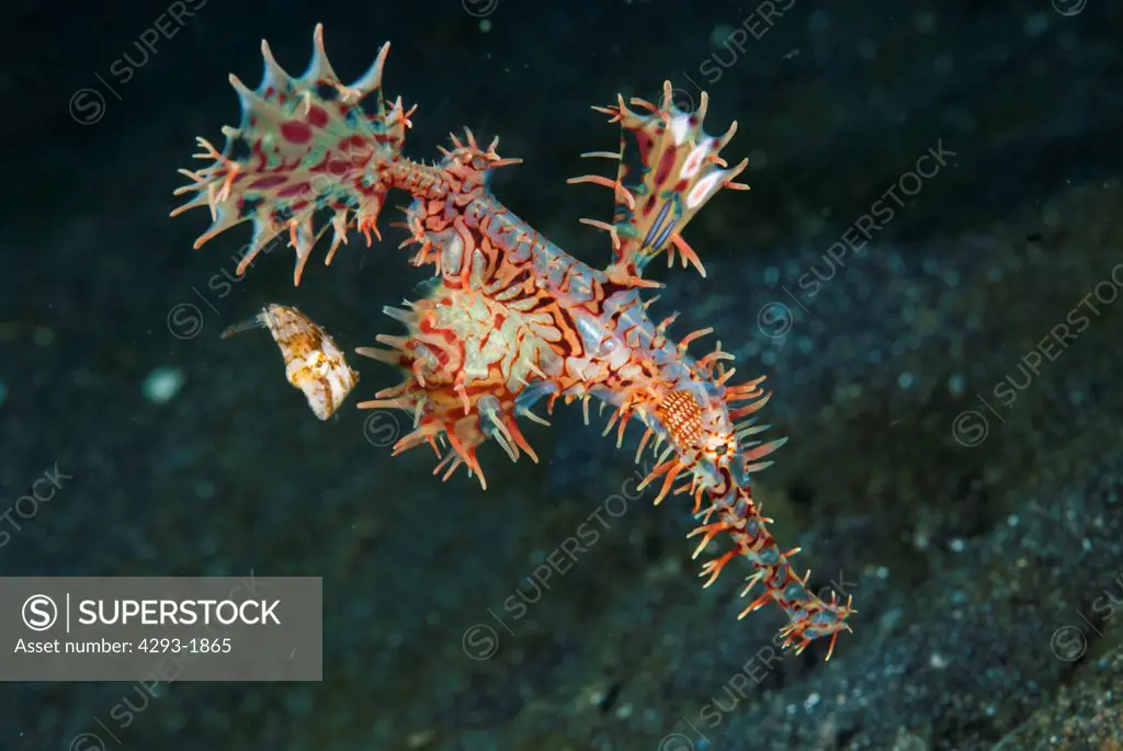 A juvenile Whitebar Filefish, Paramonacanthus choirocephalus, shelters by the fins of an Ornate Ghost Pipefish, Solenostomus paradoxus, Lembeh Strait, Sulawesi, Indonesia.