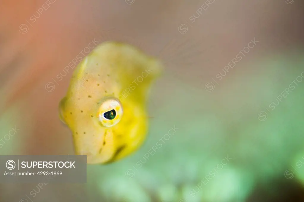 A tiny juvenile Filefish, Lembeh Strait, Sulawesi, Indonesia.