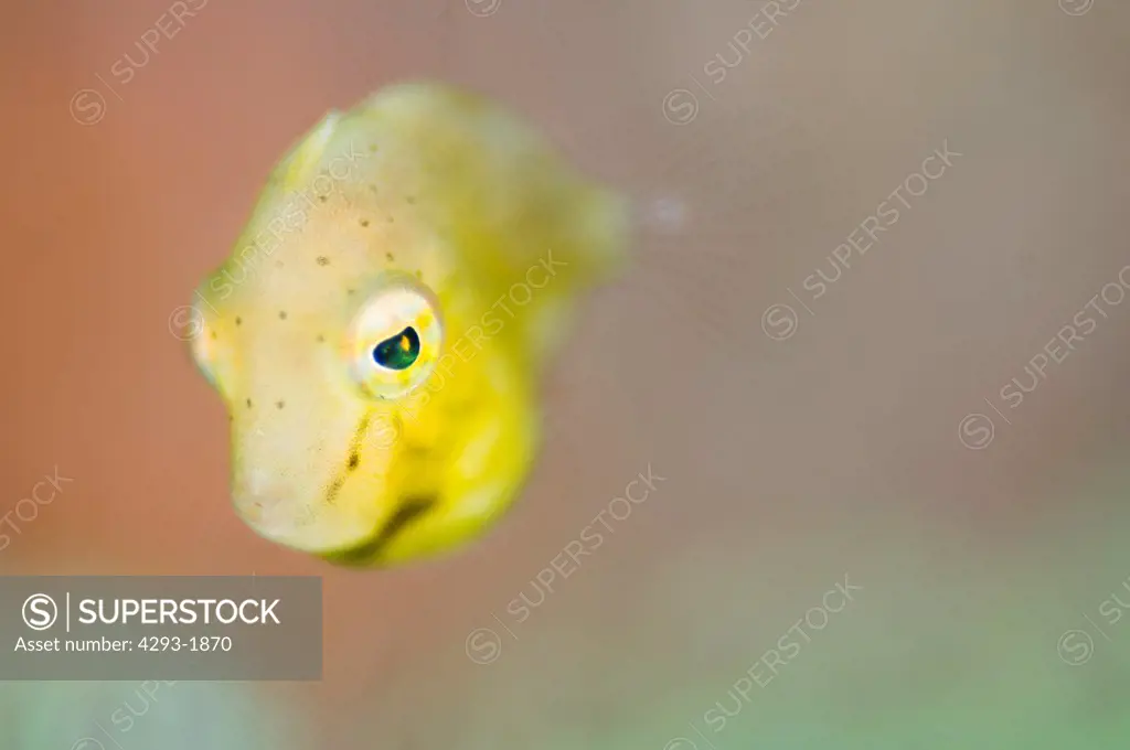 A tiny juvenile Filefish, Lembeh Strait, Sulawesi, Indonesia.