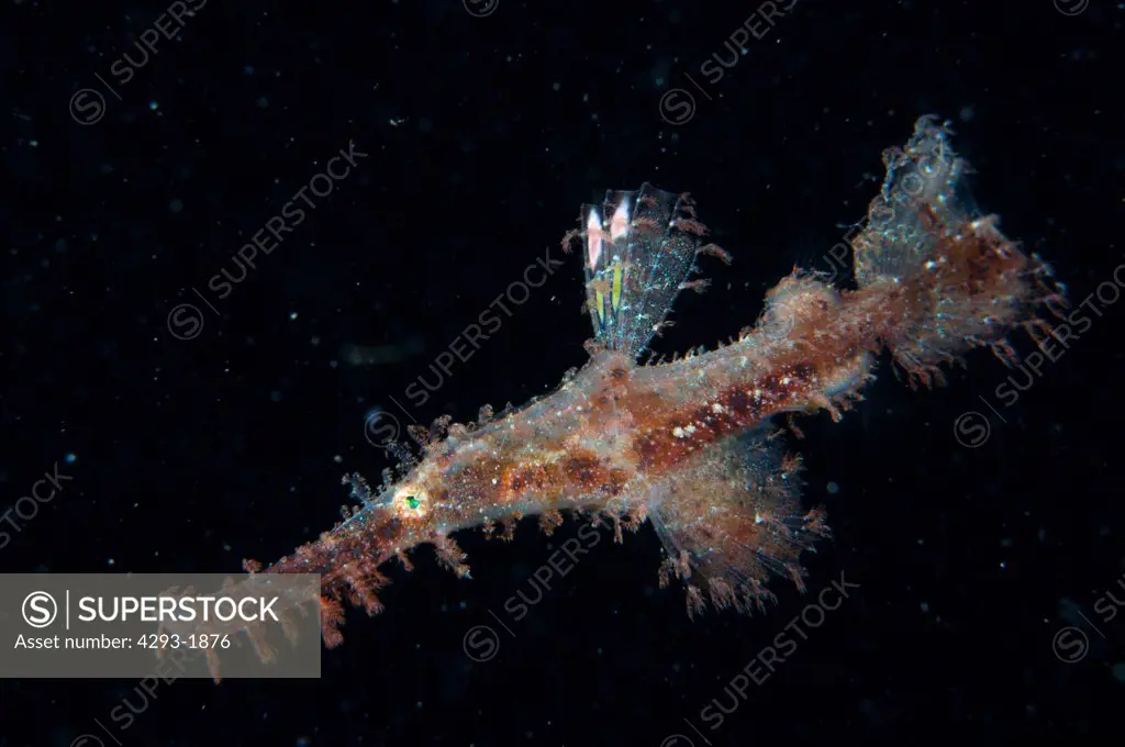 A Rough-Snout Ghost Pipefish, Solenostomus paegnius, hovers in the water at night, Lembeh Strait, Sulawesi, Indonesia.