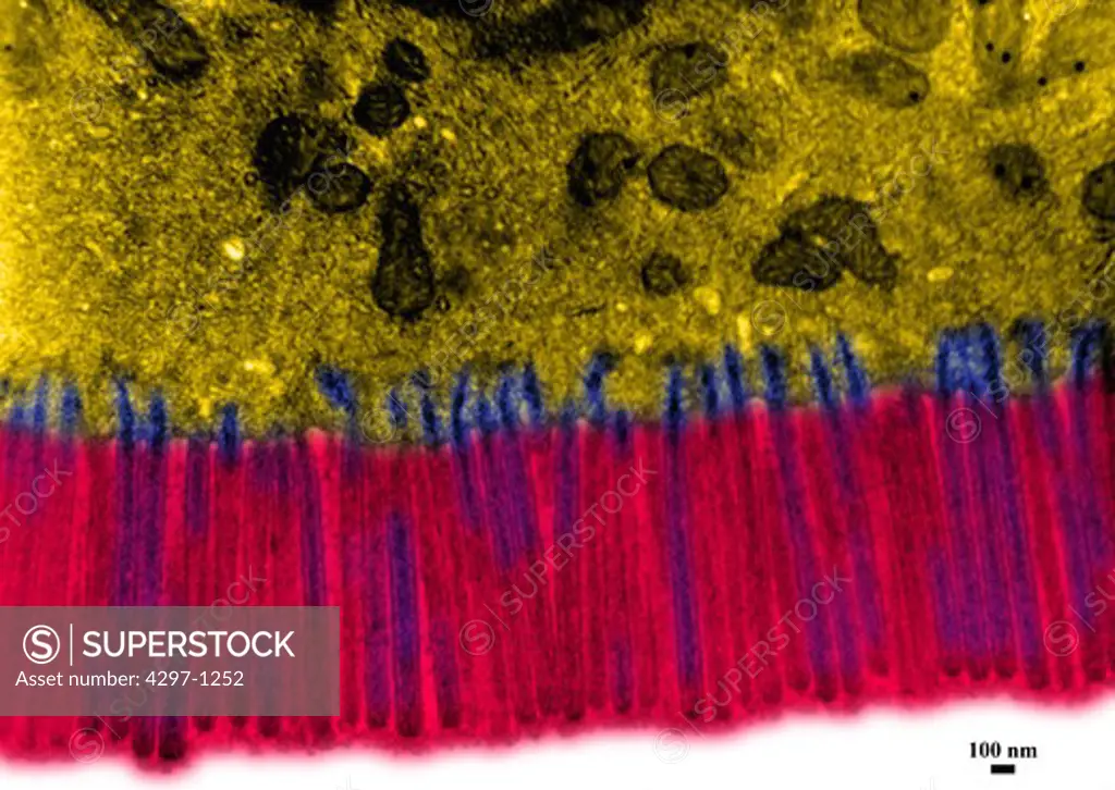 Transmission electron microscopic image of microvilli from a human epithelial cell in the jejunum of the small intestine