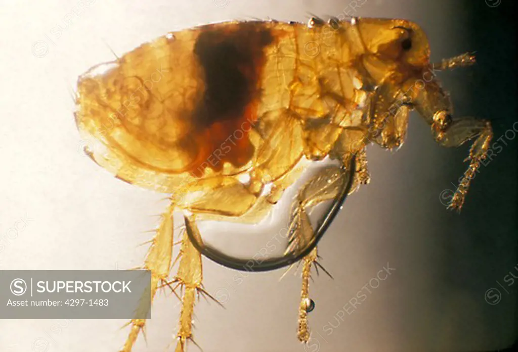 Xenopsylla cheopis. Plague infected Xenopsylla cheopis male 28 days after feeding on inoculated mouse. During feeding, the flea draws viable Y. pestis organisms into its esophagus, which multiply and block the proventriculus just in front of the stomach