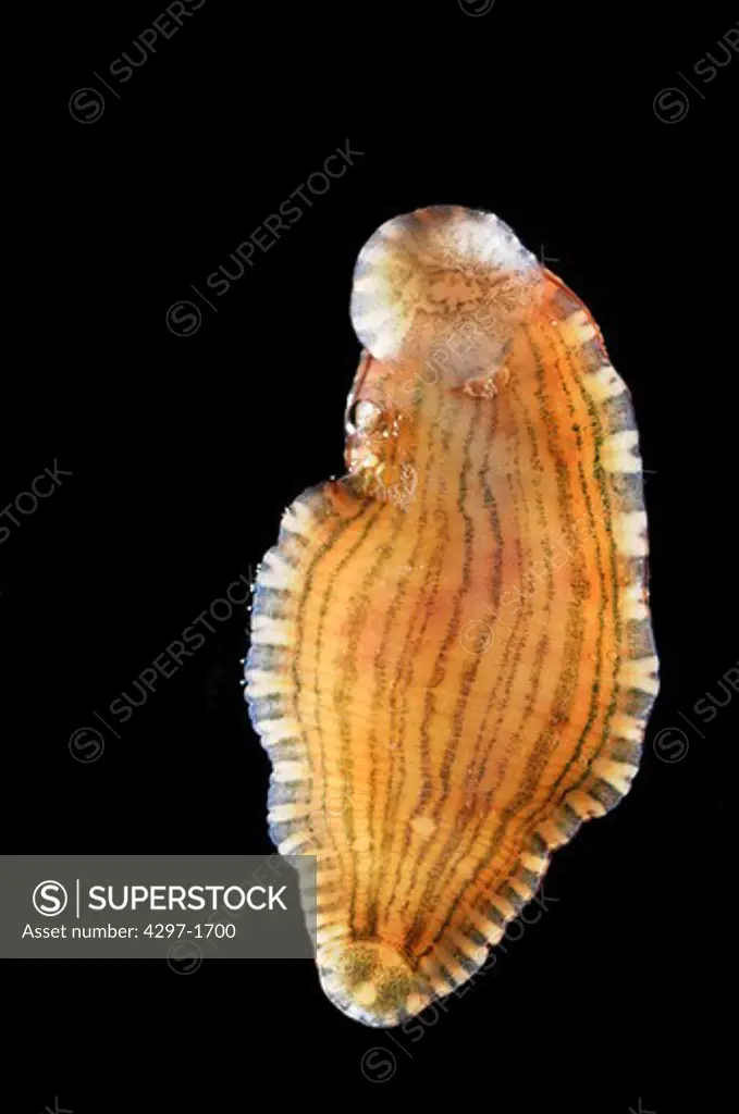 Placobdella leech in the family Glossiphoniidae, known as freshwater jawless leeches or glossiphoniids. They are one of the main groups of Rhynchobdellida, true leeches with a proboscis