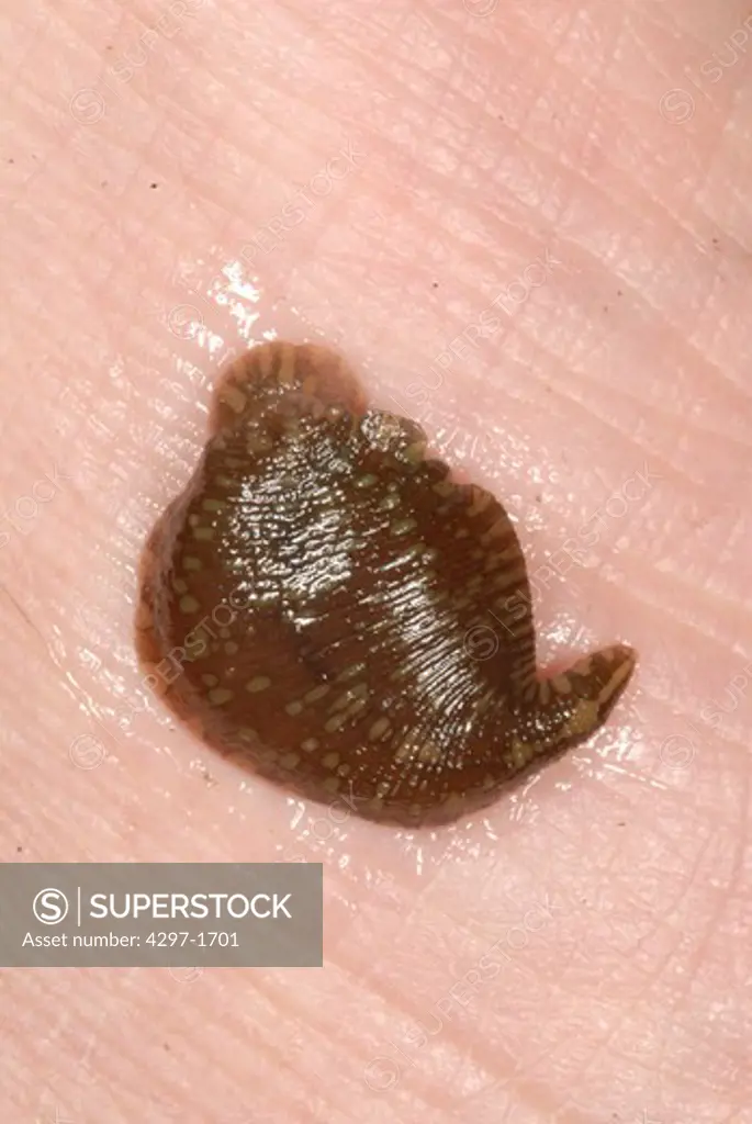 Placobdella leech in the family Glossiphoniidae, known as freshwater jawless leeches or glossiphoniids. They are one of the main groups of Rhynchobdellida, true leeches with a proboscis