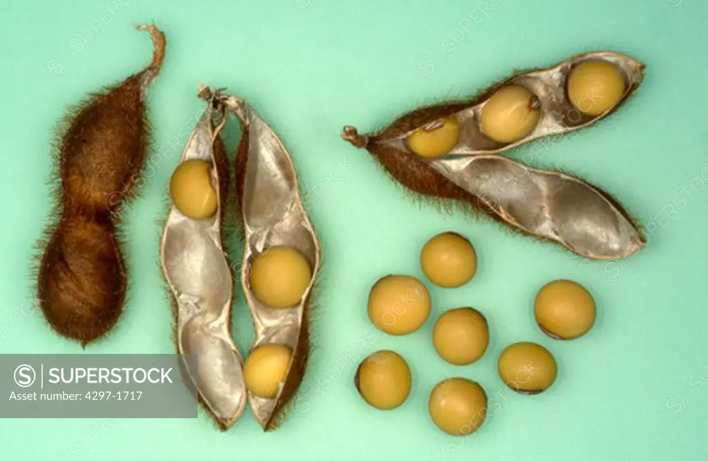 Soybeans mature in pod