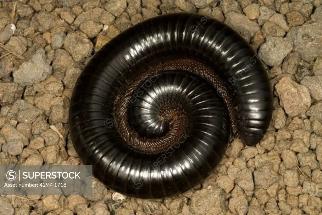 African giant millipede (Archispirostreptus gigas), Tanzania