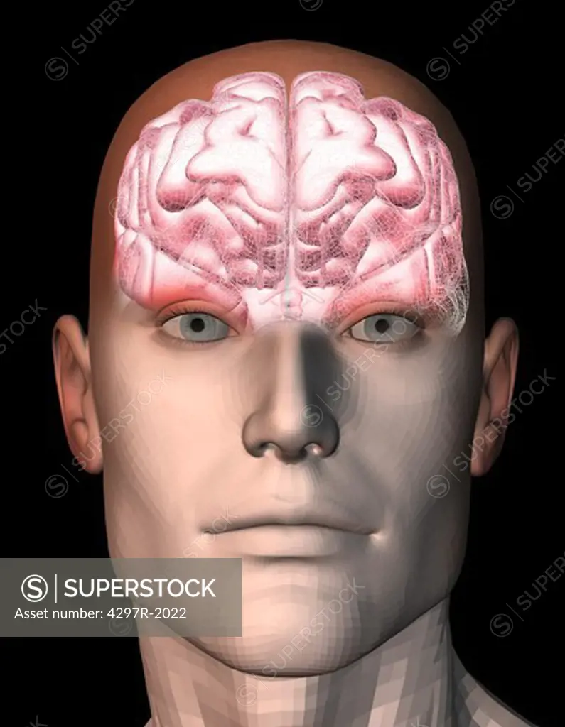 Illustration of the human brain within a man's head